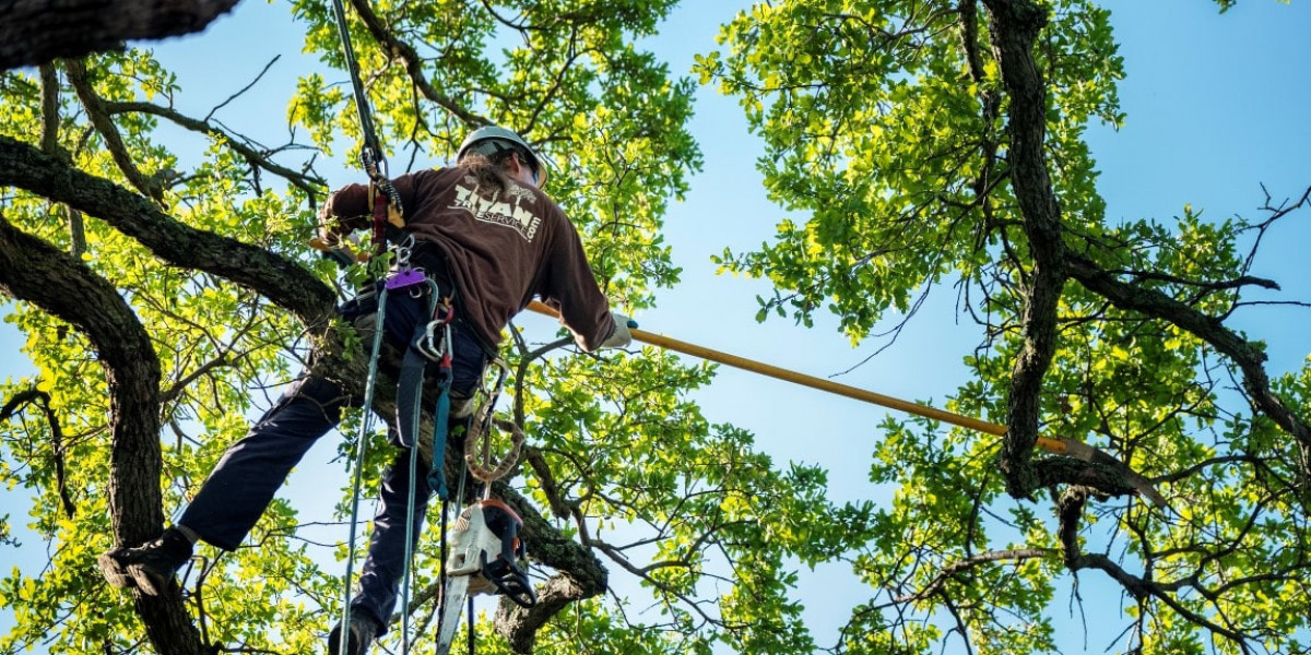 Affordable Tree Service: Affordable Prices, Unmatched Expertise