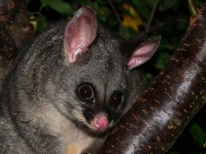 Possum Removal Doncaster | Possum Pest Control Doncaster