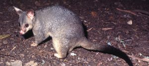 Prevent Property Damage with Professional Possum Removal in Melbourne | Vipon