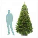 Real christmas Tree Profile Picture