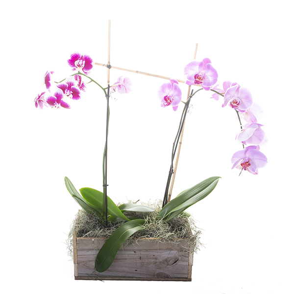 Orchid Duo | St Augustine FL | Flower Works | 904-824-7806