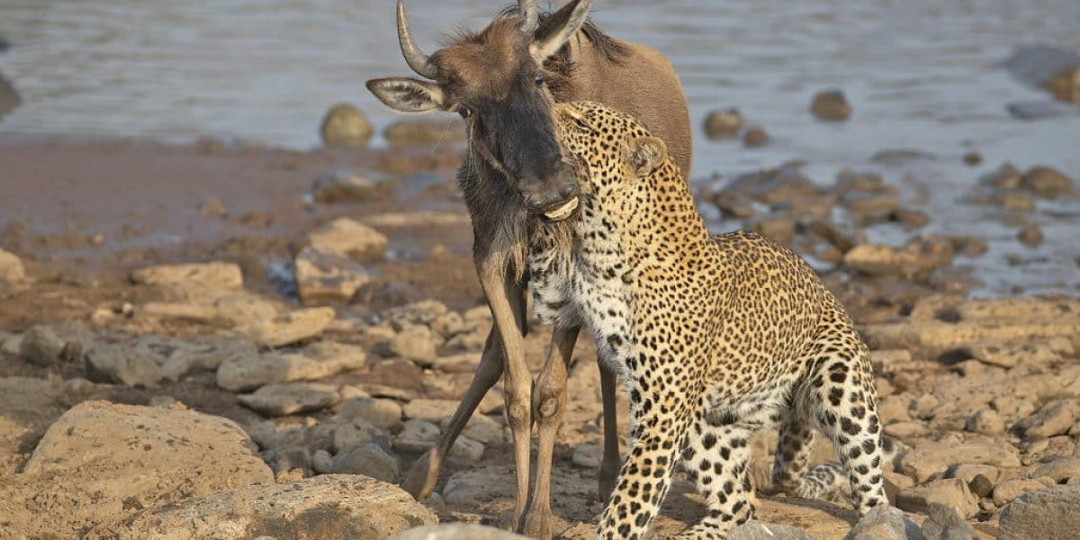 Maasai Mara Tour Packages with Wild Voyager – Discover Africa’s Ultimate Safari