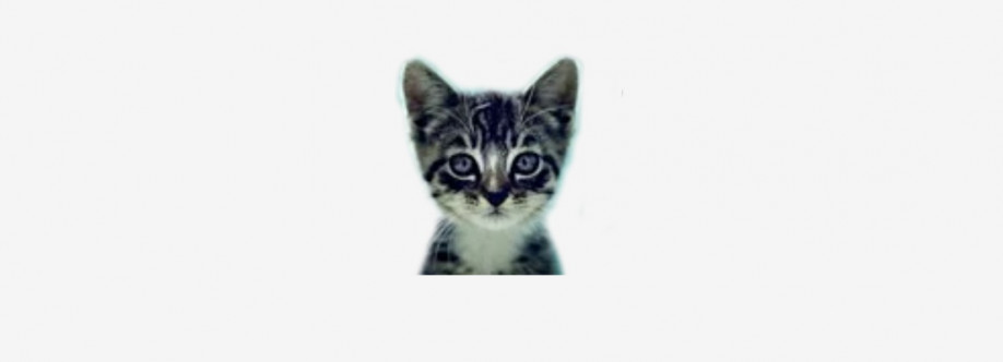 welovecatsandkittens Cover Image