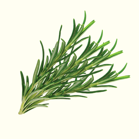 Buy Rosemary Essential Oil Bulk From Wholesale Supplier