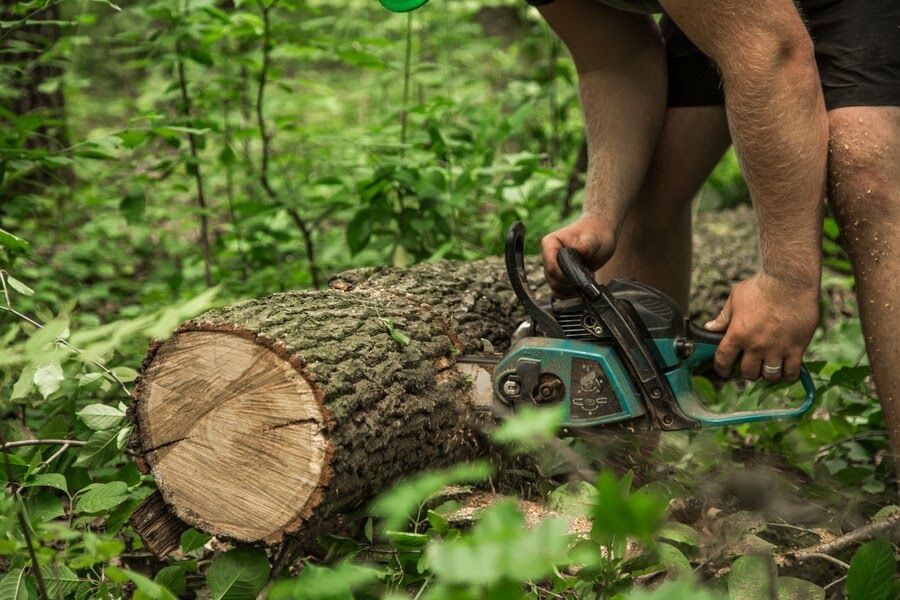 Belfast Tree Surgery Experts for Safe & Healthy Trees