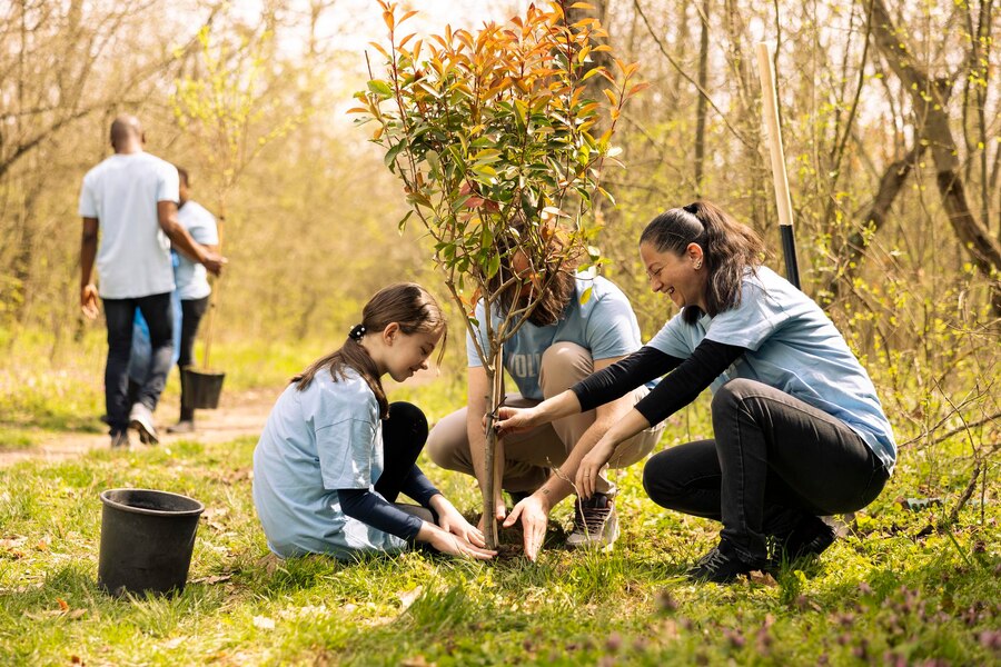 Belfast Tree Surgery Experts for Safe & Healthy Trees – Belfast Tree Surgeon