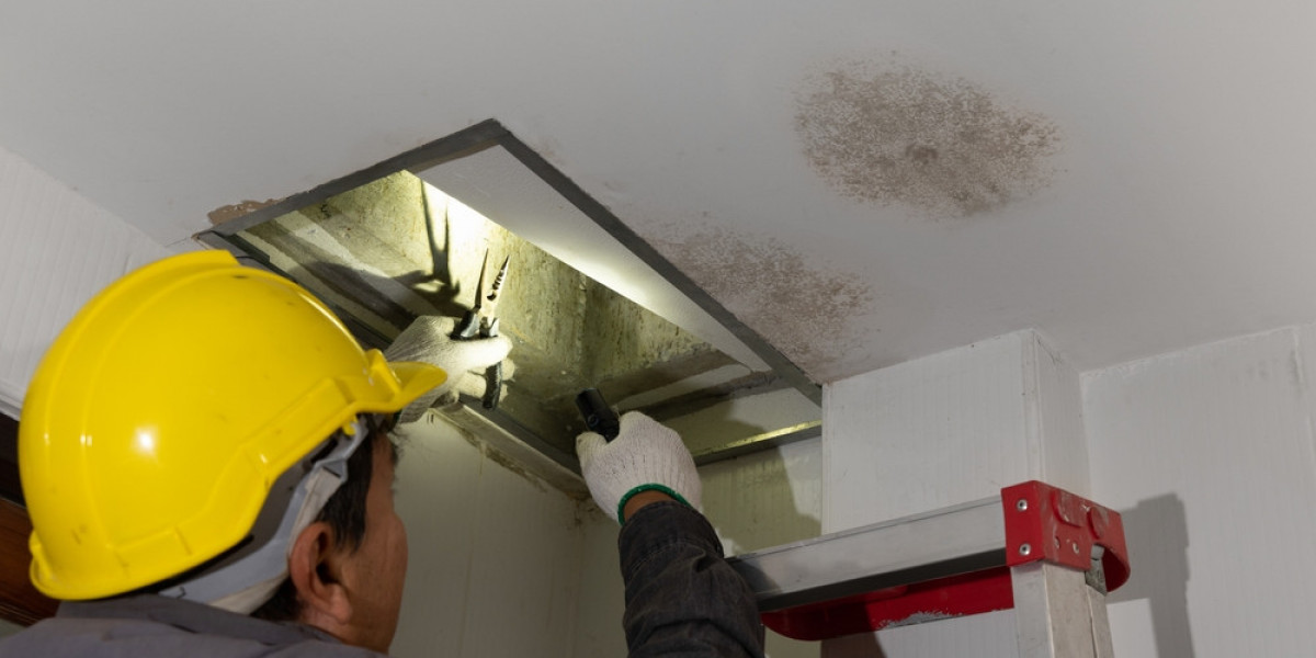 Top Causes of Mold Damage in Denver and How to Fix Them