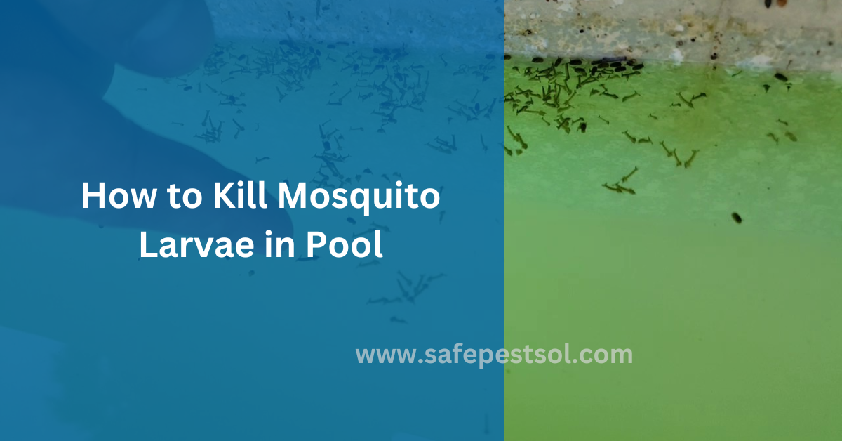 How to Kill Mosquito Larvae in Pool - Safe Pest Sol