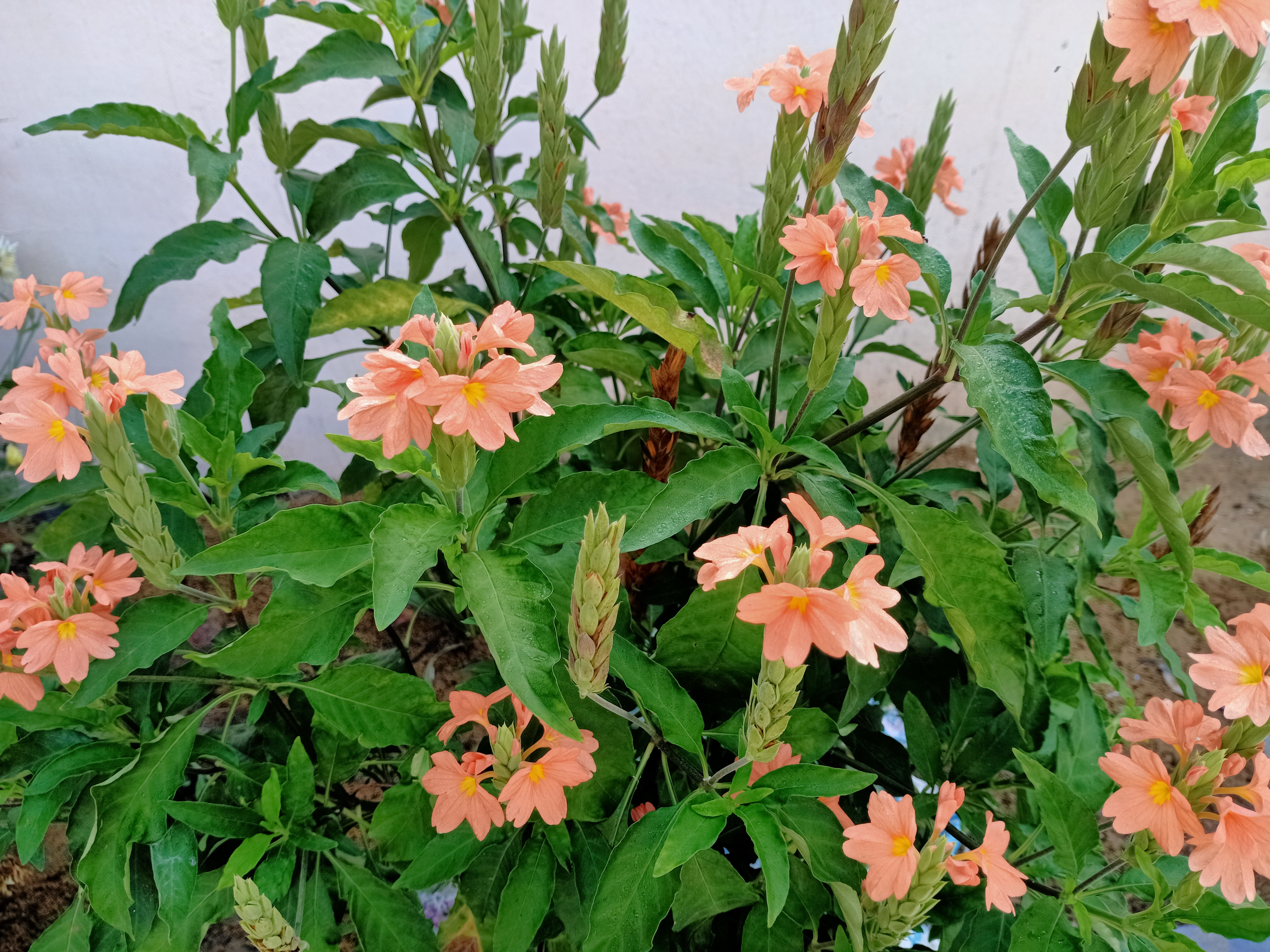 The brief story of Kanakambaram flower - Puwish