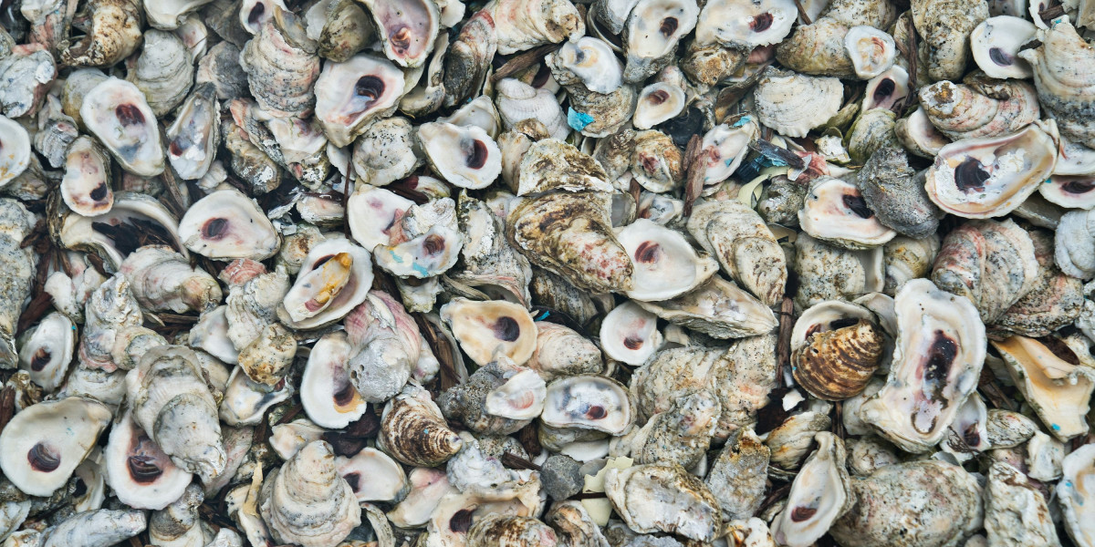 Oyster Shell Calcium Market Innovations: Paving the Way for New Product Developments