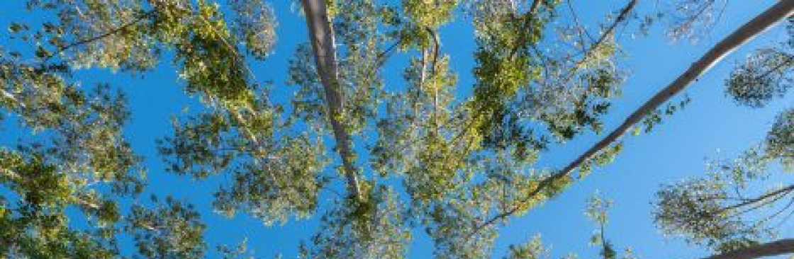 Artmires Forestry Cover Image