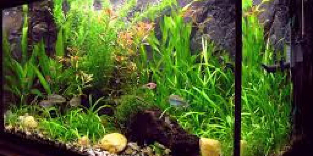 The Ultimate Guide to Reef and Aquarium Systems: Creating Your Own Marine Paradise